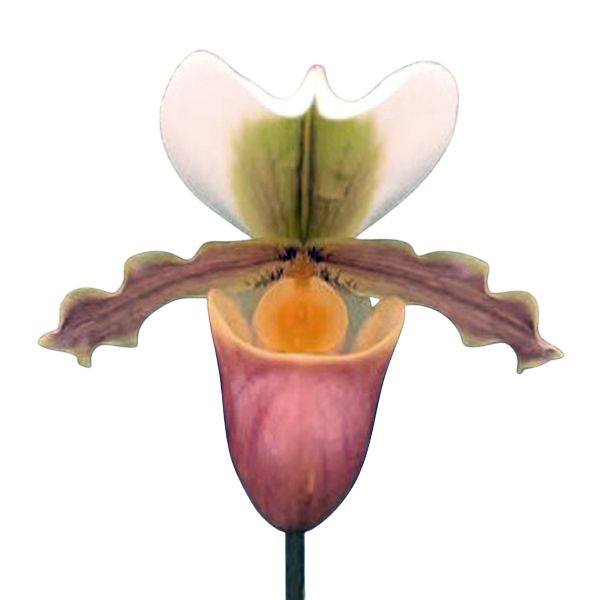 Paphiopedilum barbigerum