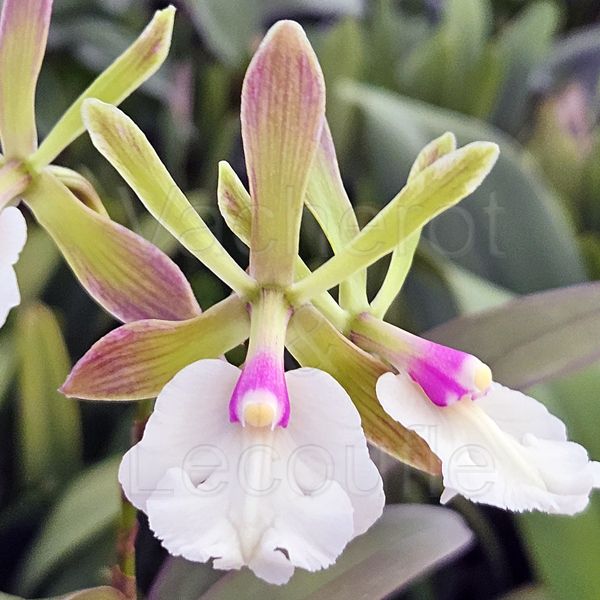 Epicattleya Robsan (René Marqués x Enc. cordigera)