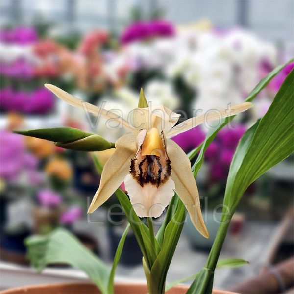 Coelogyne (lawrenceana x salmonicolor)