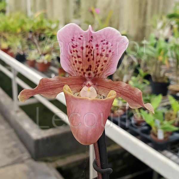 Paphiopedilum Dolls' Kobold