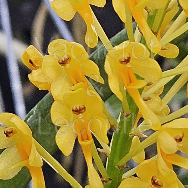 Ascocentrum aurantiacum