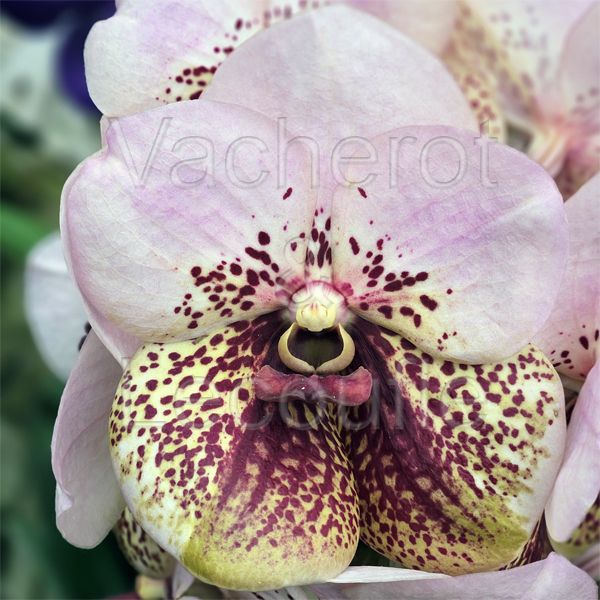 Vanda Divana Pink and Mahogany