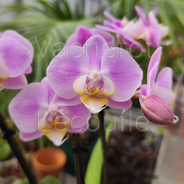 Phalaenopsis MINI Fenna