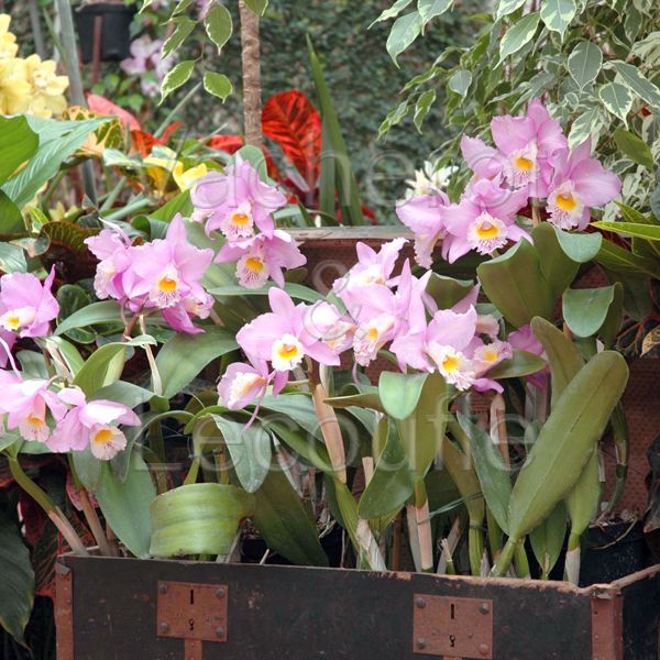 2026-05-23 Salon du Végétal (Neuilly s/ S. 92)