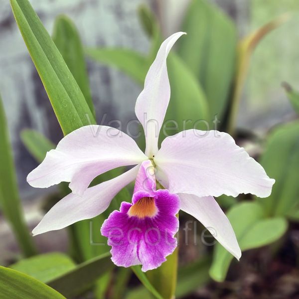 Cattleya C.G Roebling (gaskelliana x purpurata)