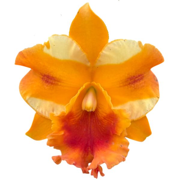 Cattleya Miss Thailand 'Mariya' (Rlc.)