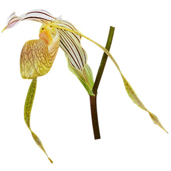 Paphiopedilum platyphyllum