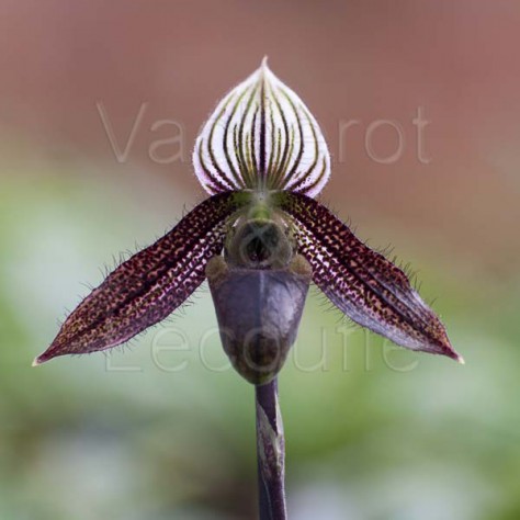 Paphiopedilum wardii