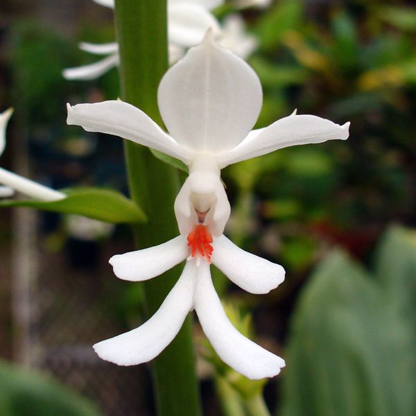 Calanthe triplicata