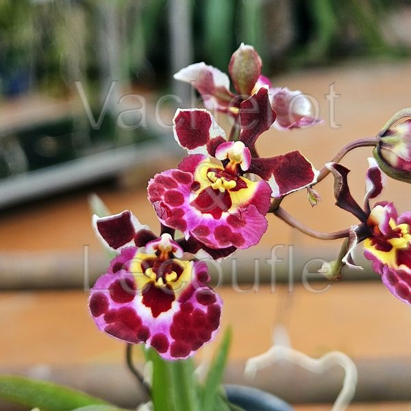 Fiche de culture de l'orchidée TOLUMNIA