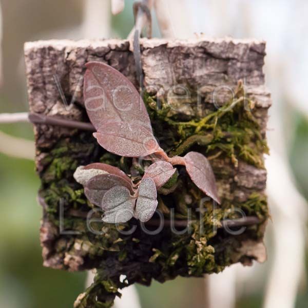 Fiche de culture de l'orchidée SUR PLAQUE