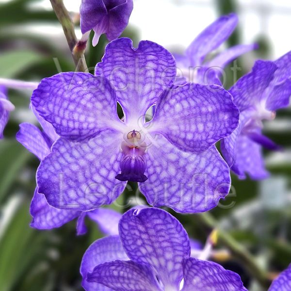 Vandachostylis Jairak Sapphire