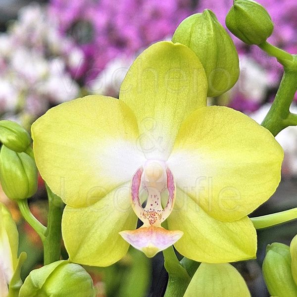 Phalaenopsis MINI Vayenne