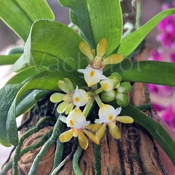 Gastrochilus obliquus