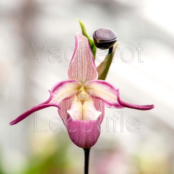 Phragmipedium Sedenii