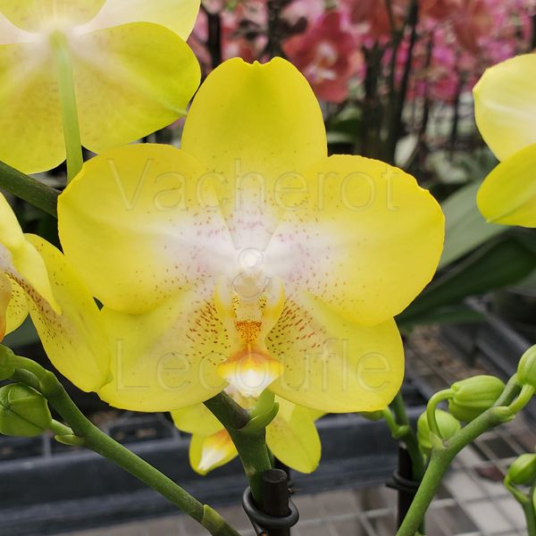 Phalaenopsis Arezzo