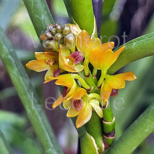 Luisia zollingeri x Vanda garayi