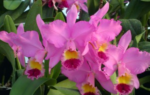 
			                        			Laeliocattleya Beaumesnil