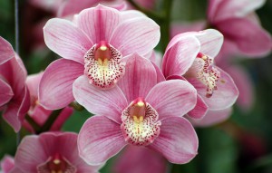 
			                        			Cymbidium Céphée 'Tokyo'