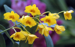 
			                        			Dendrobium chrysotoxum