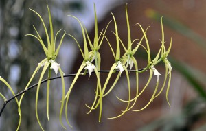 
			                        			Brassia verrucosa