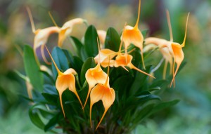 
			                        			Masdevallia Amazone Veitchiana