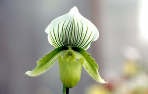 
			                        			Paphiopedilum Clair de Lune 'Edgard van Belle'