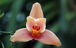 
			                        			Lycaste Cassiopeia 'Wyld Peach'