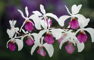 
			                        			Holcoglossum kimballianum