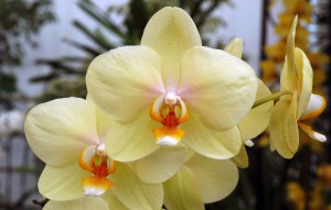 
			                        			Phalaenopsis Golden Embers