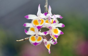 
			                        			Dendrobium devonianum