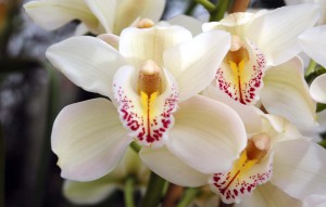 
			                        			Cymbidium California 'Cascade'