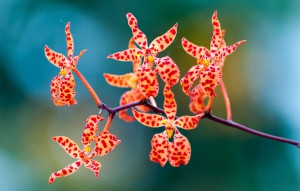 
			                        			Renanthera monachica