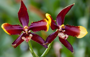 
			                        			Rossioglossum Nurelias