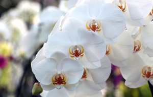 
			                        			Phalaenopsis Crème Chantilly