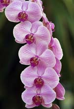Comment rempoter ses orchidées : Femme Actuelle Le MAG