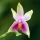 Phalaenopsis bellina et violacea