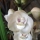Peristeria elata