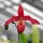 Phragmipedium Memoria Dick Clements