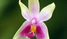 Phalaenopsis bellina et violacea