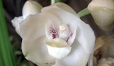 Peristeria elata