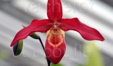 Phragmipedium Memoria Dick Clements