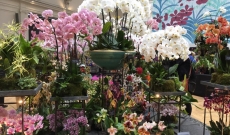 Mars 2017 - Médaille d'or au London Orchid Show