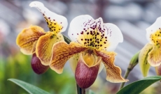 Mai 2013 - Baptême du Paphiopedilum André Le Nôtre