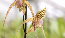 Mai 2017 - Certificat Botanique et Ruban d'Or - Chantilly