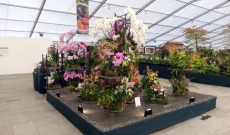 Juin 2018 - Médaille d'Or Chatsworth Flower Show